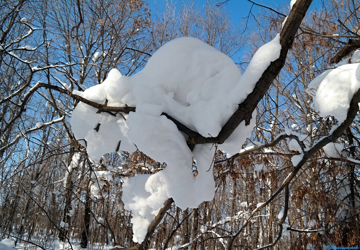 И звери снежные на ветках тут сидели..:) - Андрей Заломленков