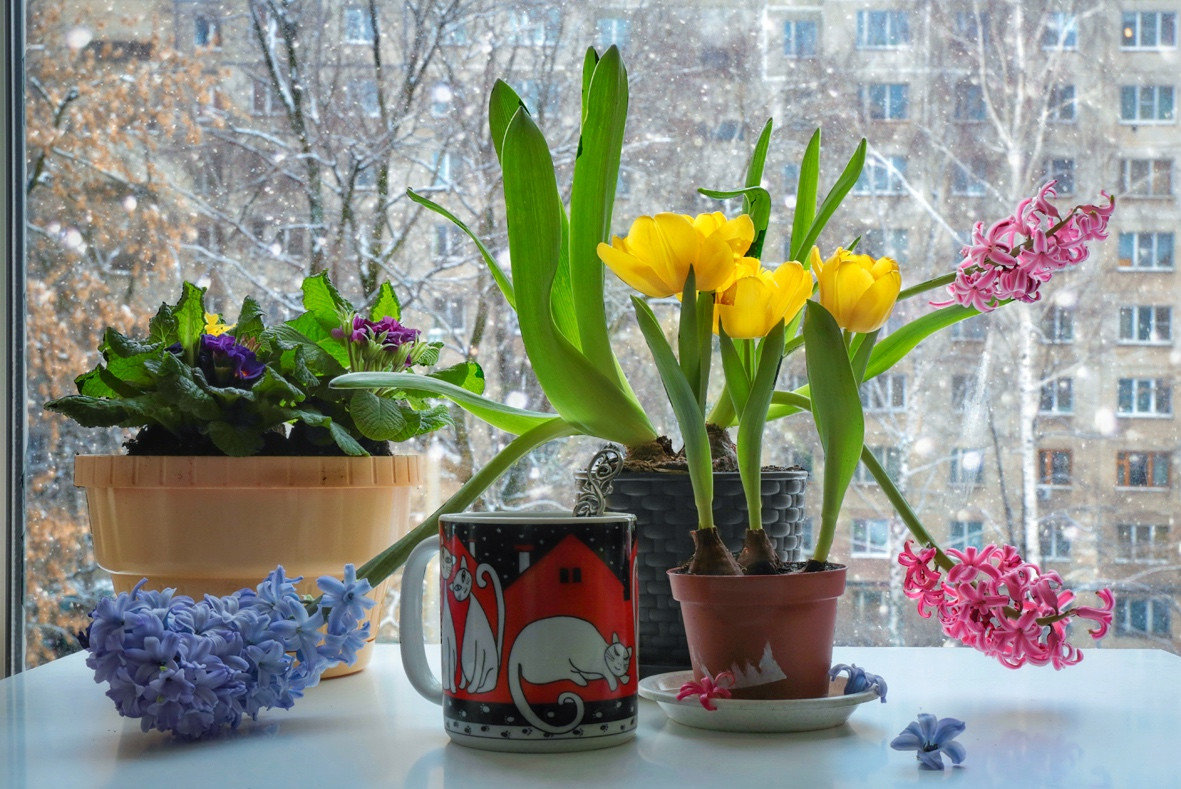 О мартовских котах и ожидании весны... - Svetlana Sneg