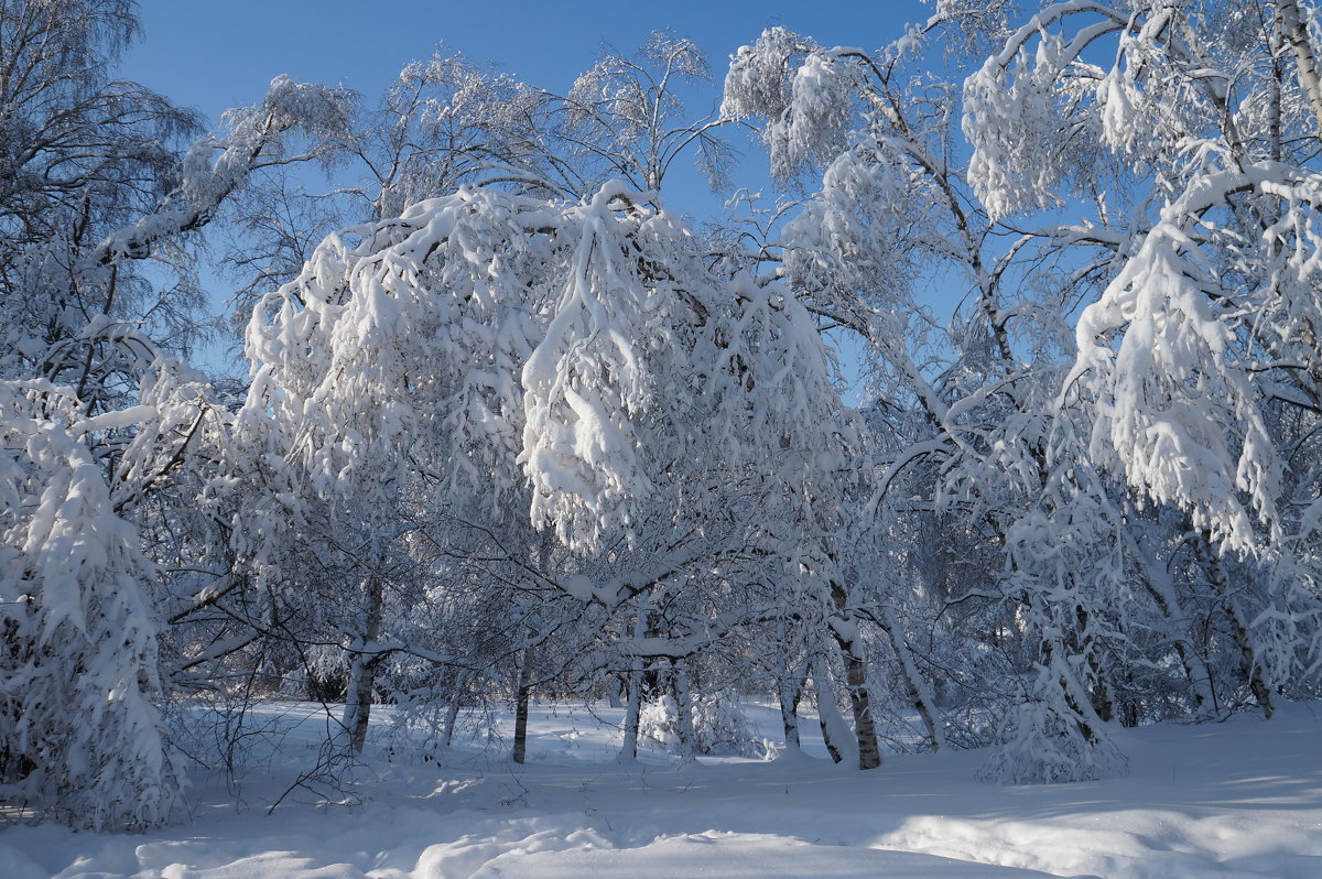 Москва зима "красотка" - Kriss Ампар