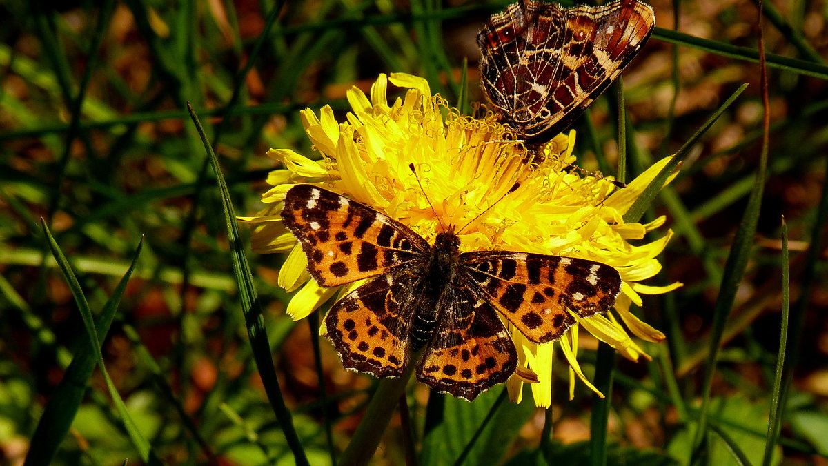 Пестрокрыльница изменчивая Araschnia levana (Linnaeus, 1758) - Александр Прокудин