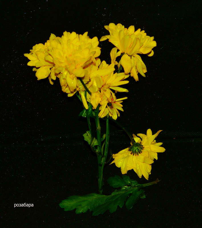Мои цветочки - Ксения Забара