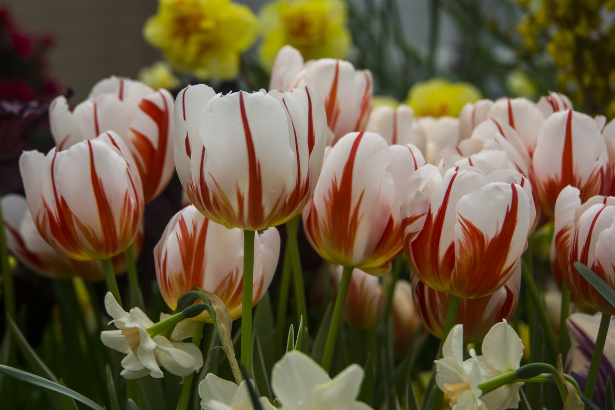 Тюльпаны - marmorozov Морозова