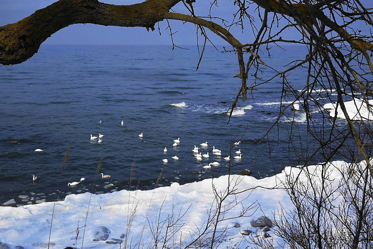 Лебеди на море - Маргарита Батырева