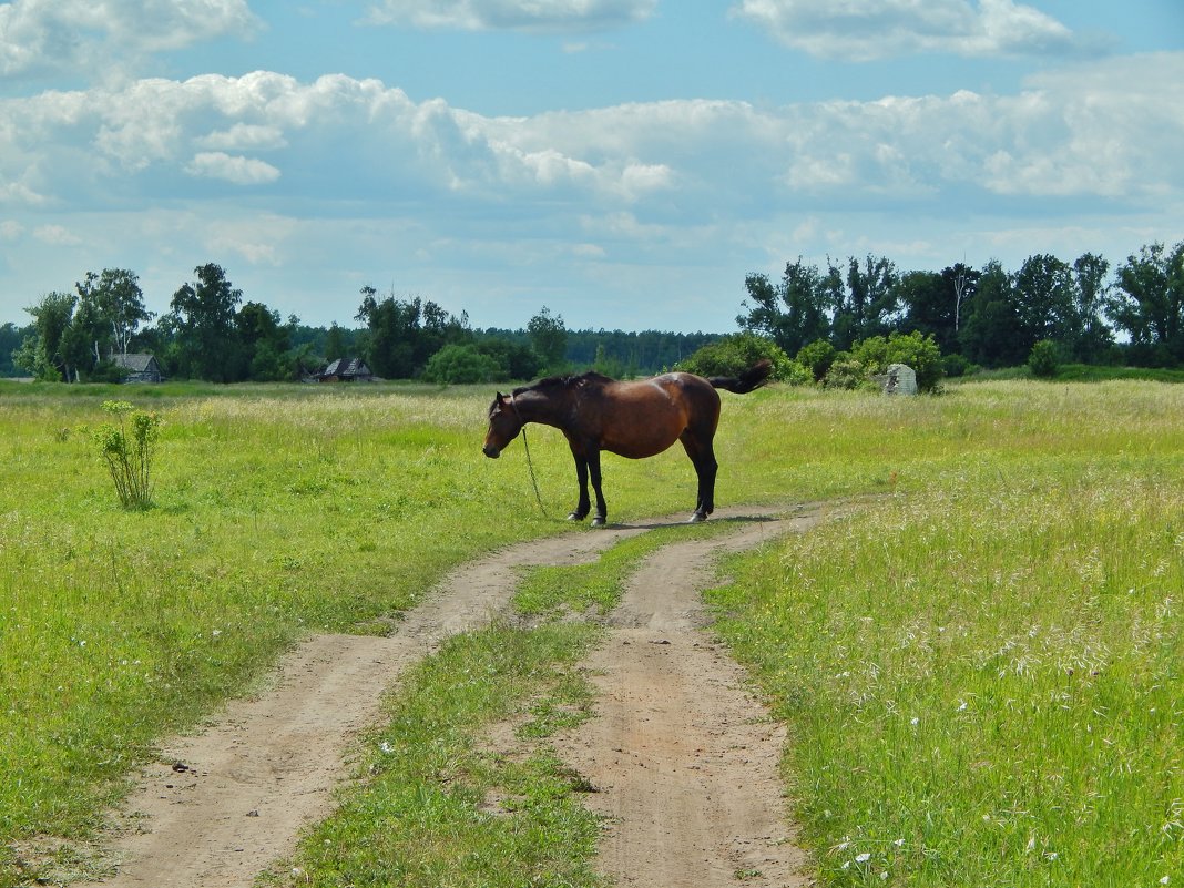 Лошадь деревенская - Валентина Пирогова