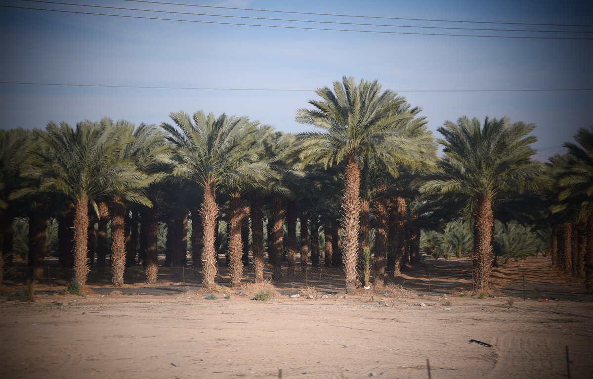 Пальмовые плантации. Израиль - Елена Третьякова
