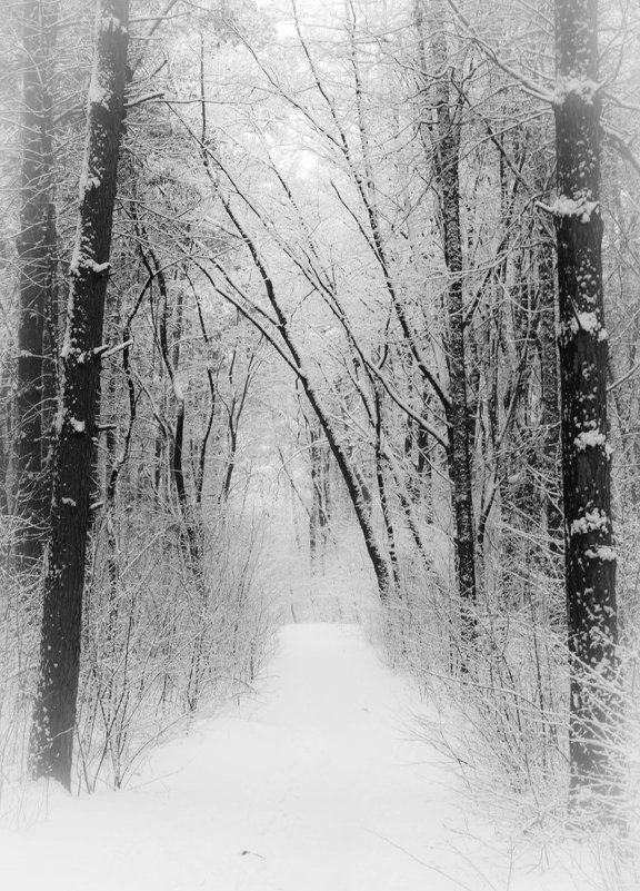 « Зимний лес в объятьях тишины Задремал, укутав ветки снегом…» - Андрей Нибылица