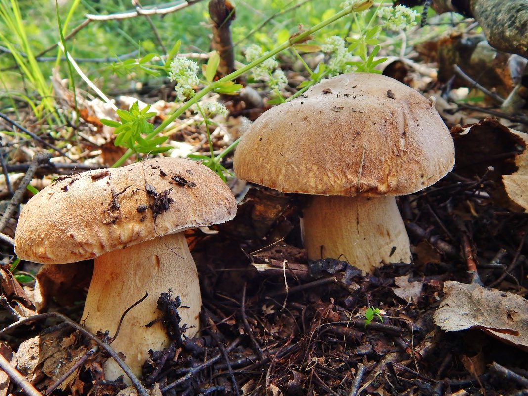 Белые грибы ходят в лесу - Валентина Пирогова