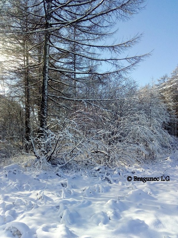 Деревья в снегу - Лариса Брагунец