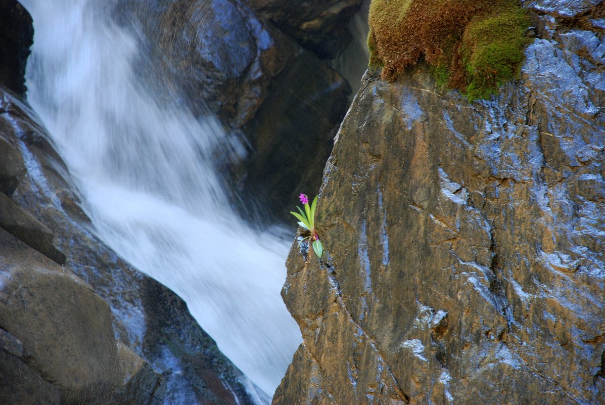 Грозный водопад и хрупкий цветочек. - Anna Gornostayeva