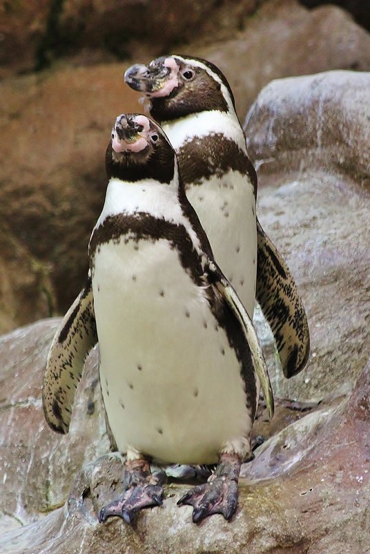 В пингвинарии - Natali Positive