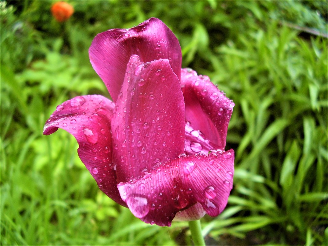 цветок после дождя - Eva Ivel