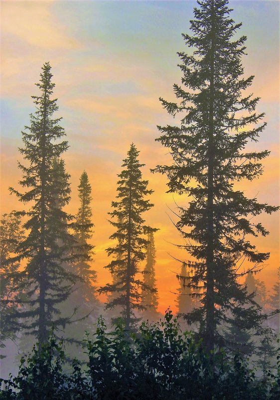 За лесом солнце восходит - Сергей Чиняев 