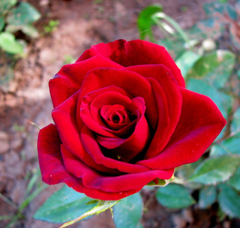 Красная роза - Марина Таврова 