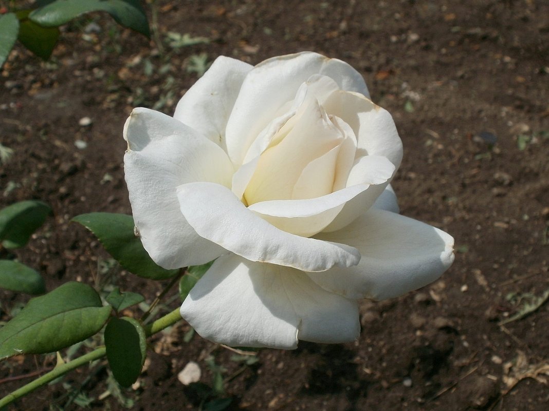 Белая роза - Марина Чайкина