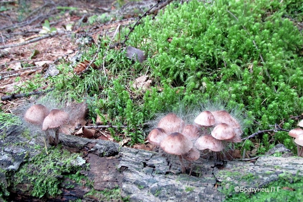 Необычные грибы -1 - Лариса Брагунец