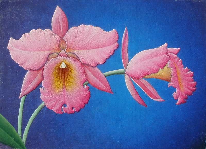 Орхидея - Марина Чайкина