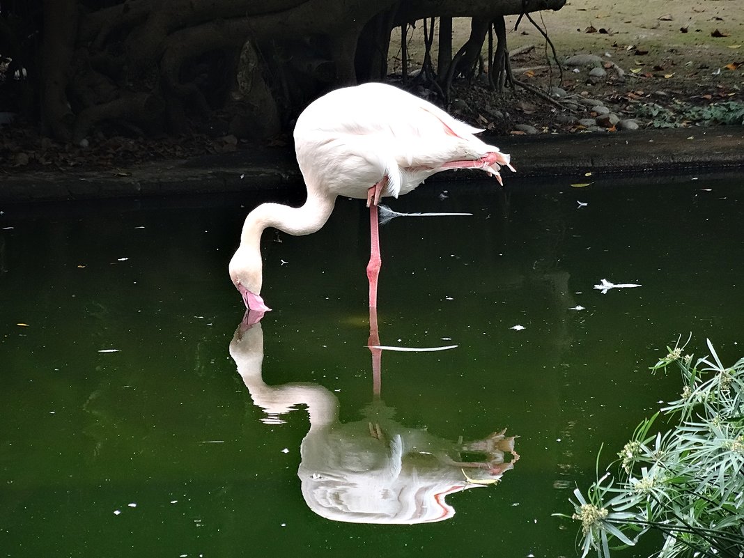 Отражение фламинго - wea *