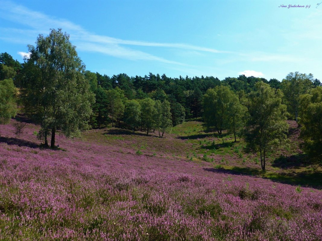 Fischbeker Heide Hamburg - Nina Yudicheva