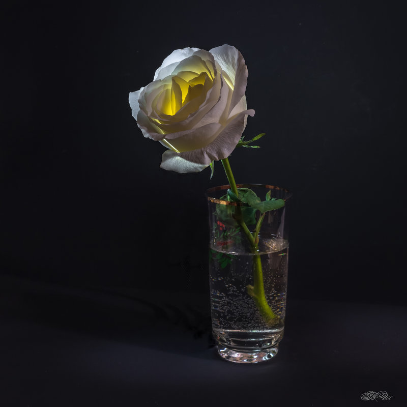 Счастливая белая роза - Владимир Шамота