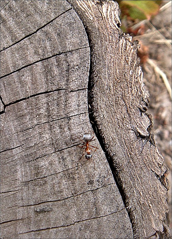 Путешествие муравьишки - Нина Корешкова