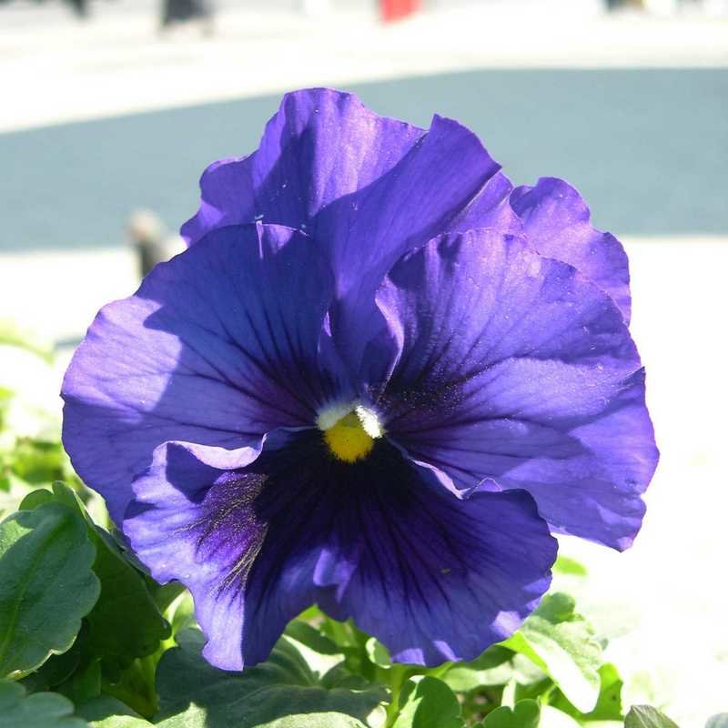 Viola tricolor 2 - Андрей Lactarius