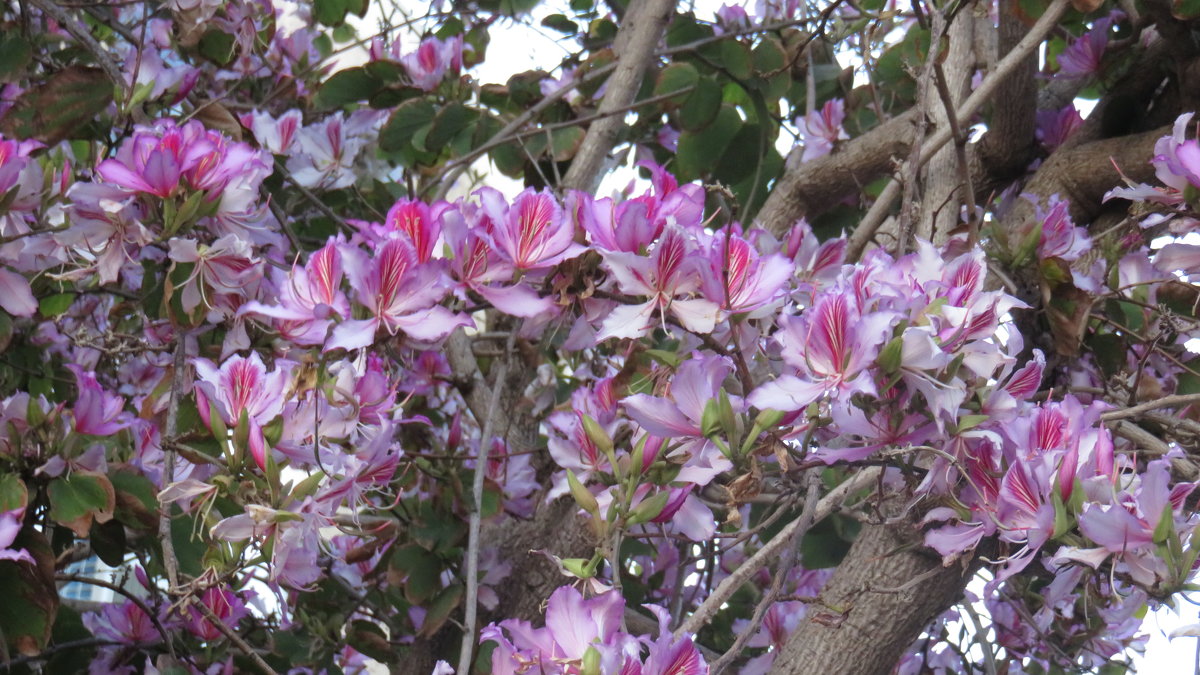 Цветет Баухиния - Герович Лилия 