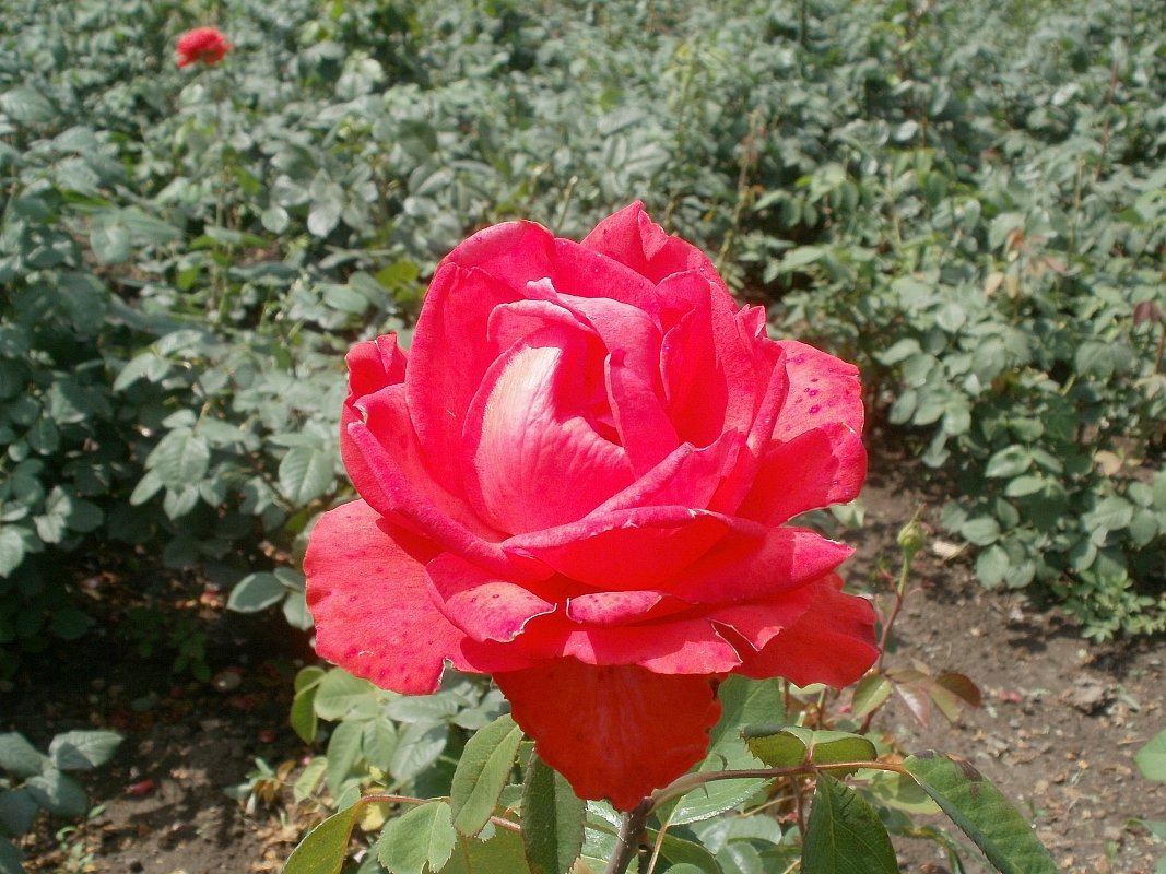 Рубиновая роза - Марина Чайкина