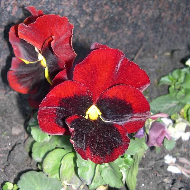 Viola tricolor 15 - Андрей Lactarius