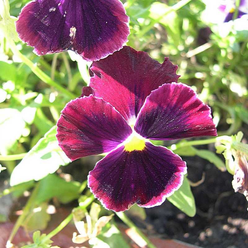 Viola tricolor 25 - Андрей Lactarius