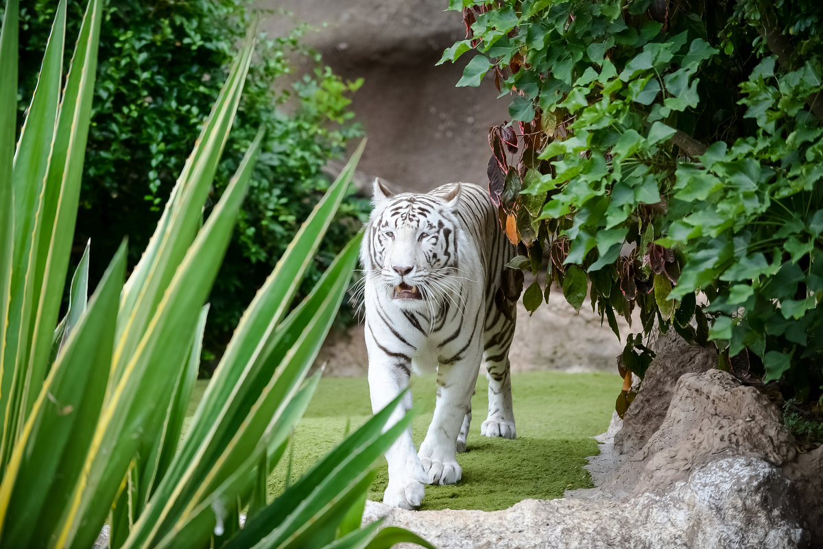 белый тигр - Viktor S