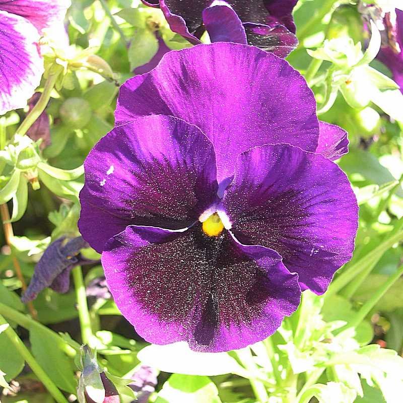 Viola tricolor 23 - Андрей Lactarius