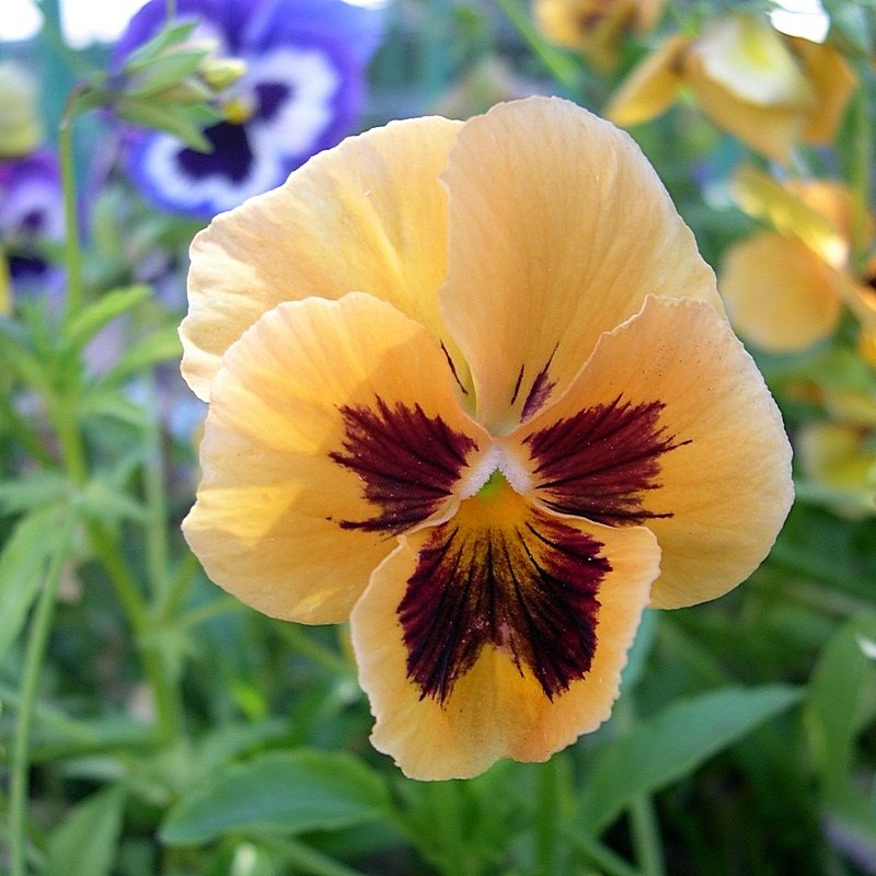 Viola tricolor 29 - Андрей Lactarius