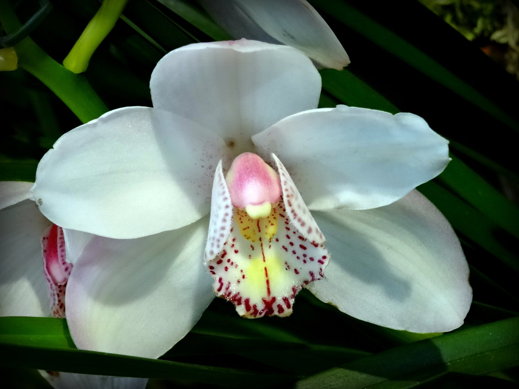 Орхидея - Наталия Короткова
