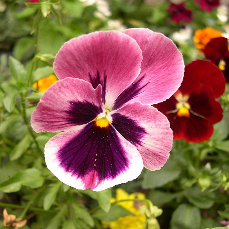 Viola tricolor 32 - Андрей Lactarius