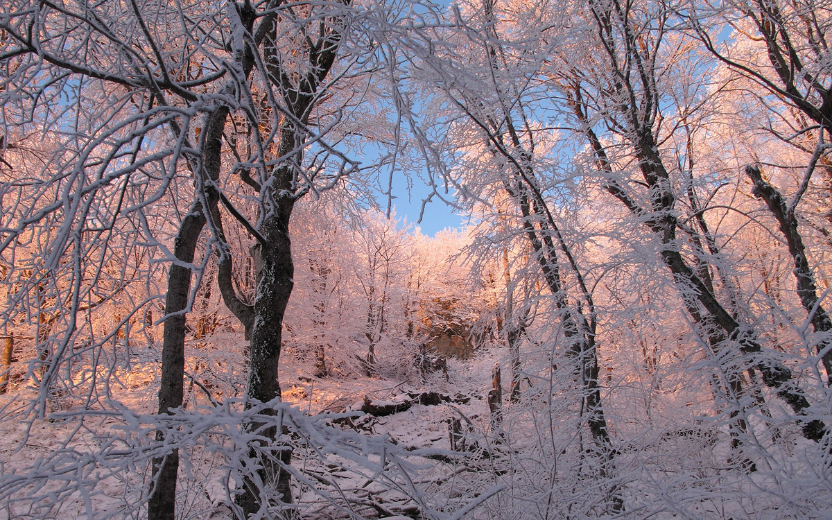 лес зимой - Александр 