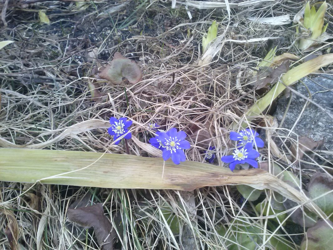 Pirmos žibutės Karsakiškyje / Hepatica in Karsakiškis - silvestras gaiziunas gaiziunas