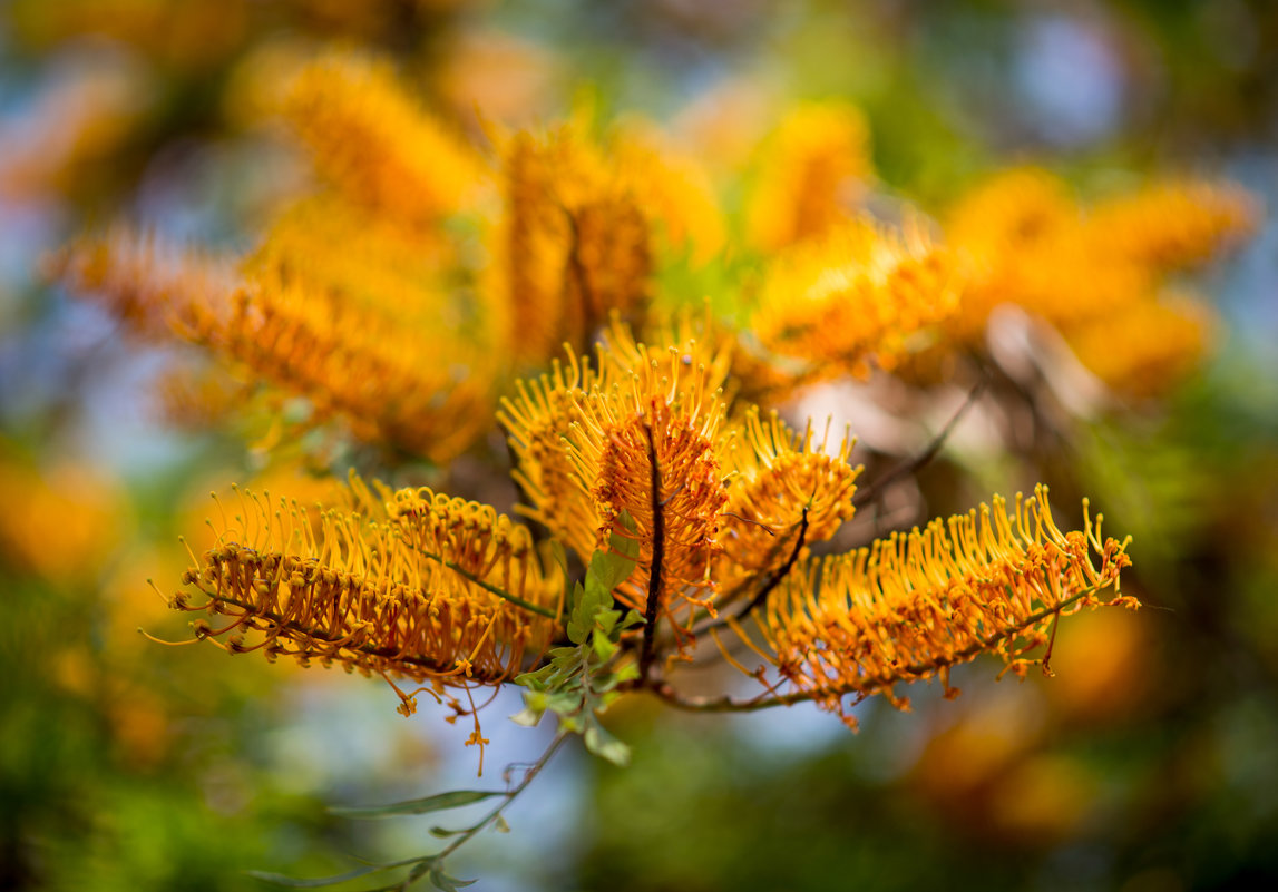 Гревиллея крупная (лат. Grevillea robusta) - Александр Григорьев