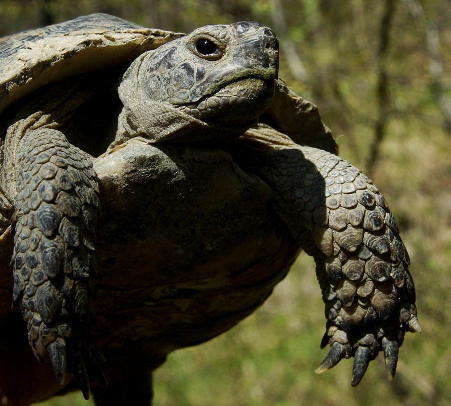 Кавказская лесная черепаха - Алексей Golovchenko