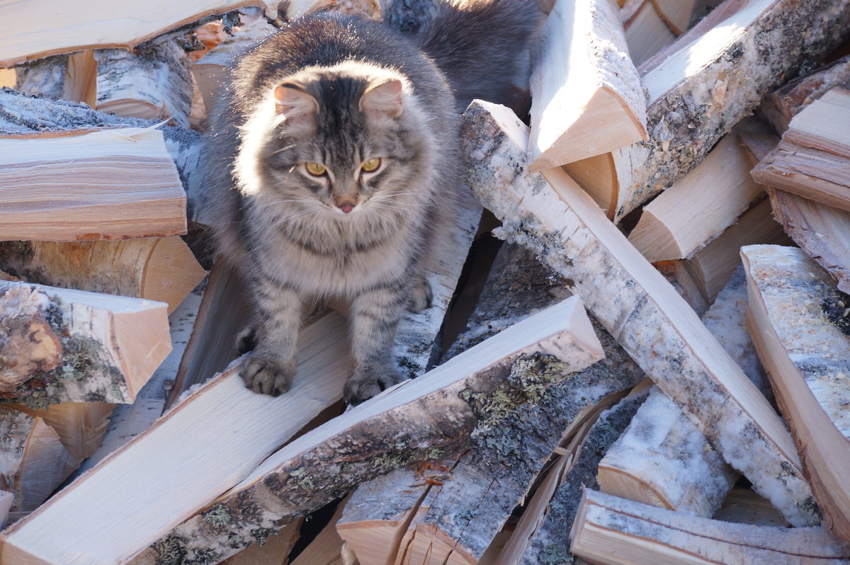 Портрет кота на фоне дров - Сергей Целищев
