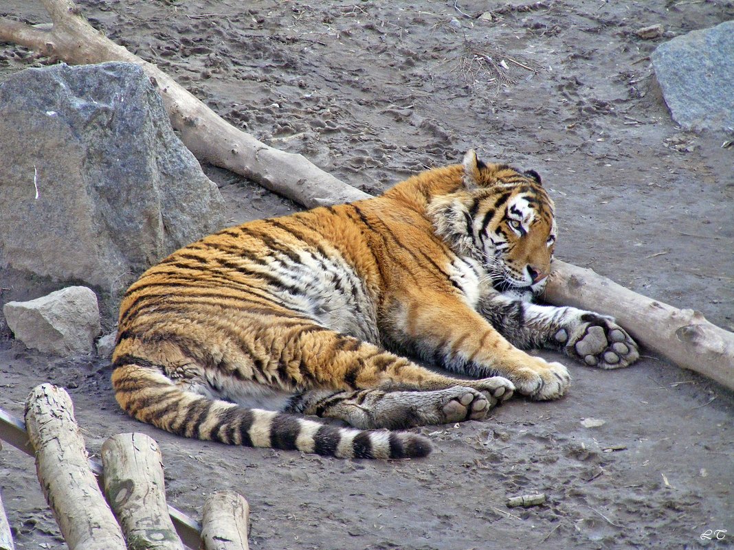 Бенгальский тигр - Татьяна Ларионова