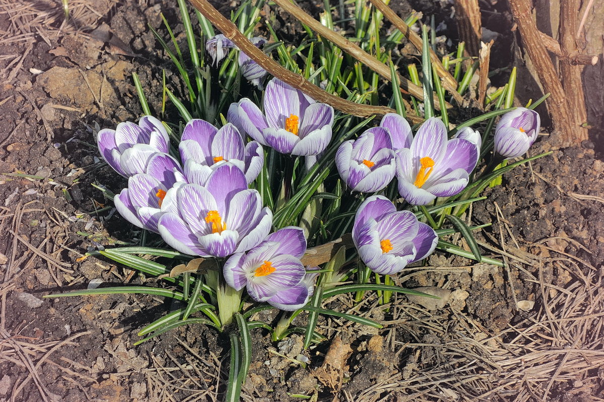 Первые цветы апреля, в Толгском монастыре - Николай Белавин