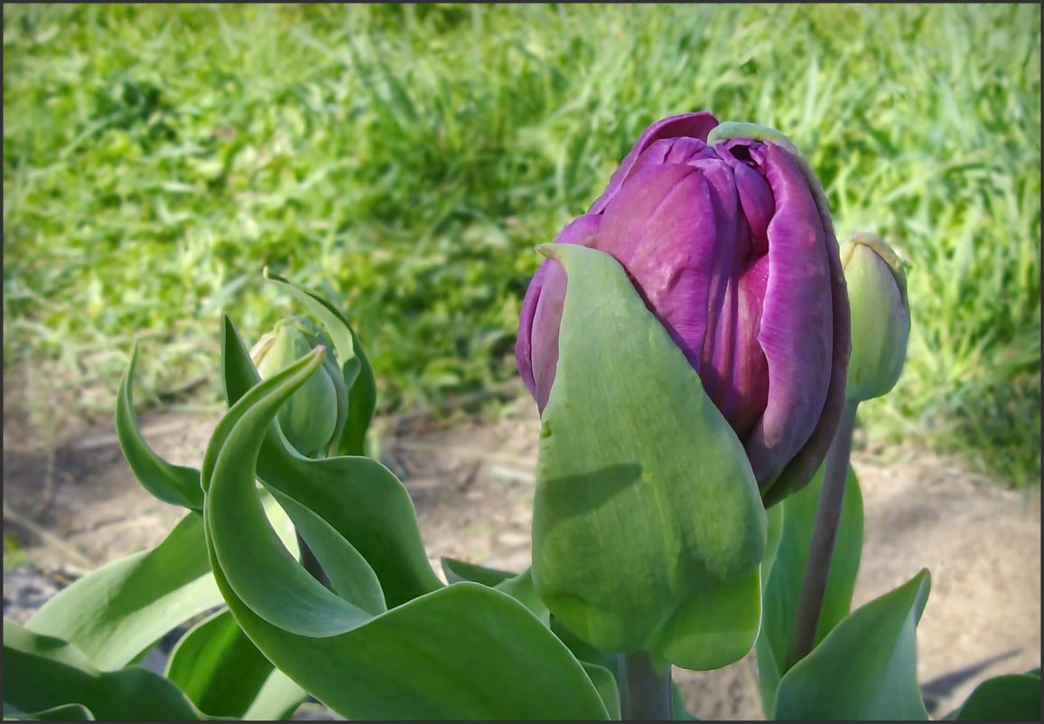 Анжелика тюльпан фиолетовый