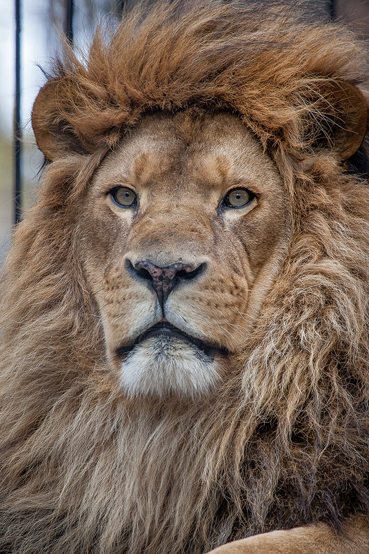 Африканский лев - Владимир Габов