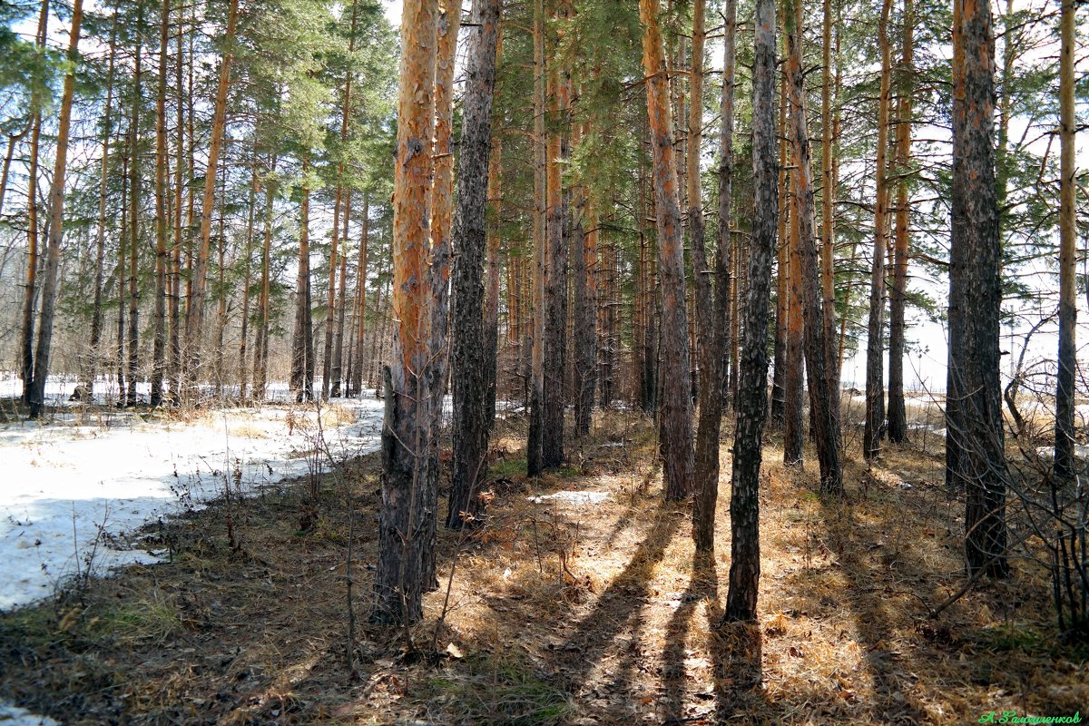 В апрельском лесу.. - Андрей Заломленков