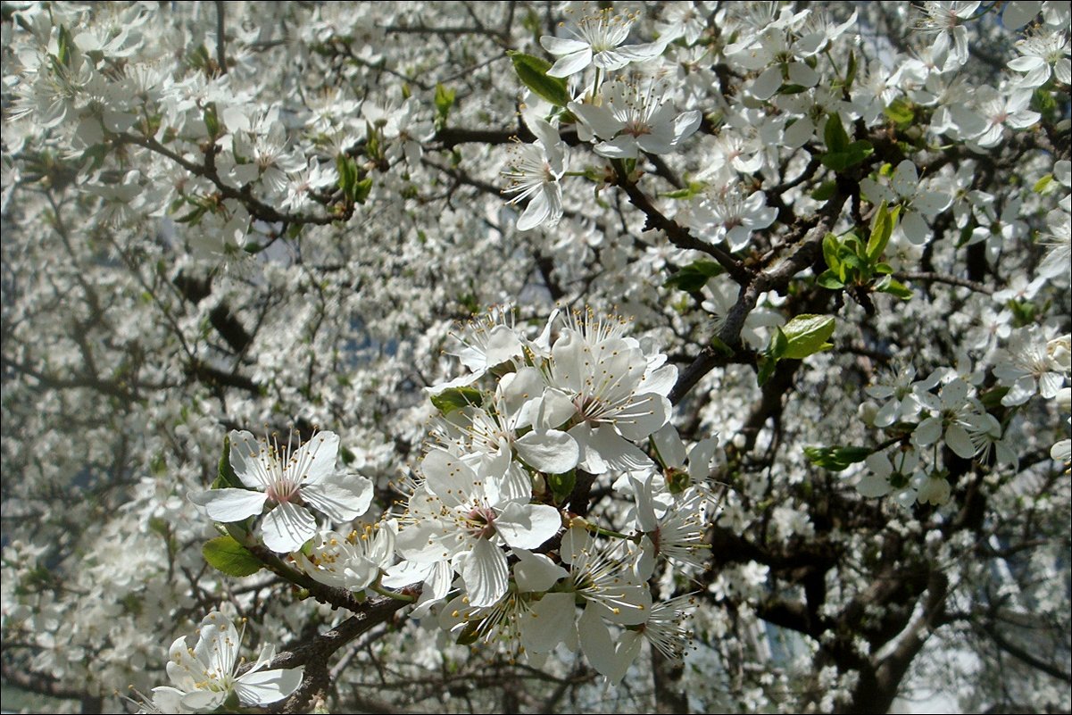 Пышное цветение алычи - Нина Корешкова