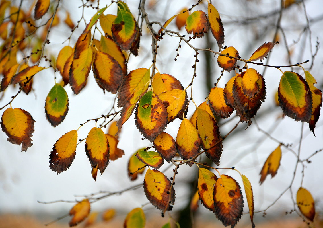 Листья желтые - Ольга (crim41evp)