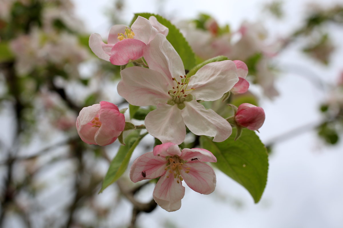 Цветы  лесной яблони - valeriy khlopunov