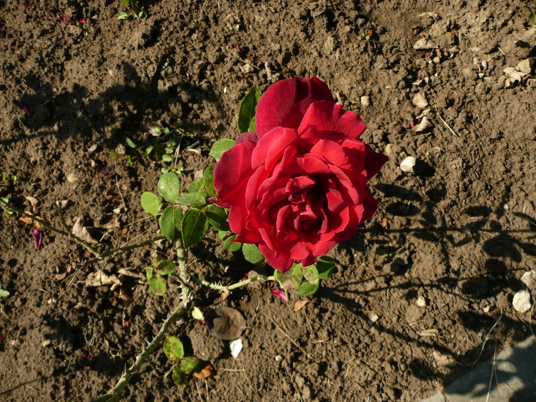 Одинокая роза - Виктор 