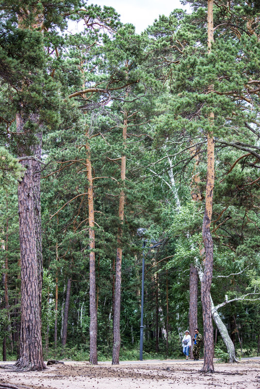 Прогулки в лесу - Светлана SvetNika17