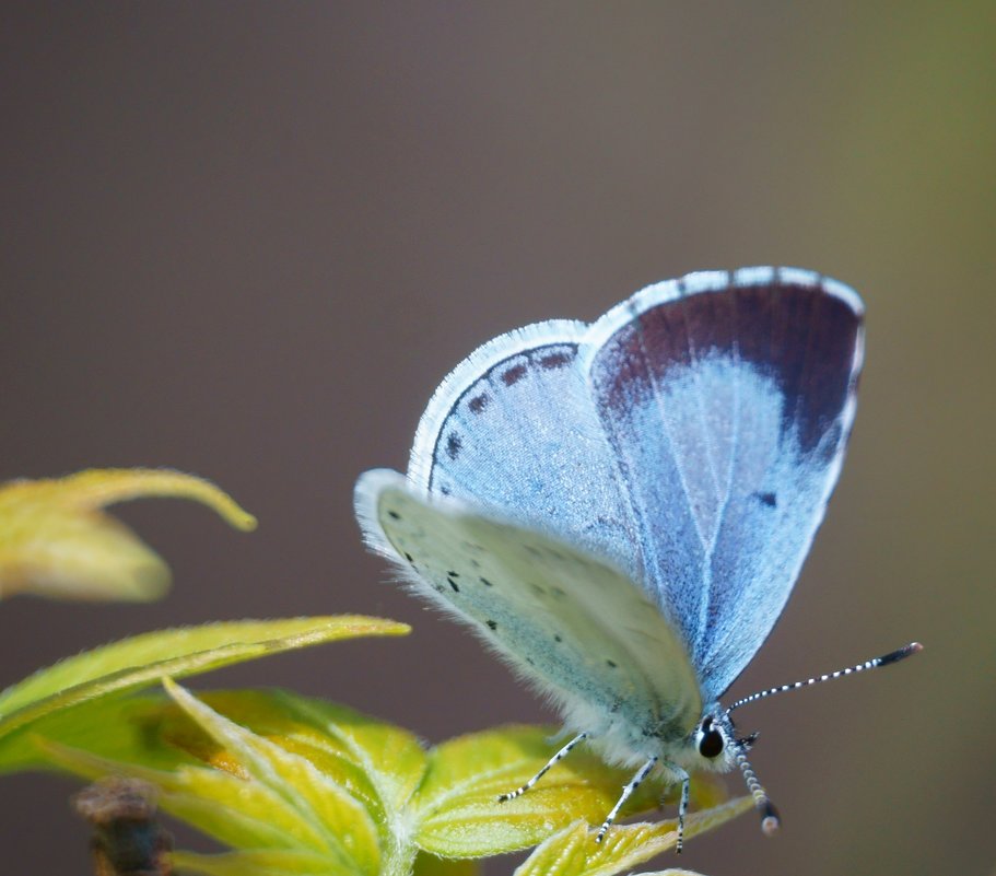 Aricia nicias